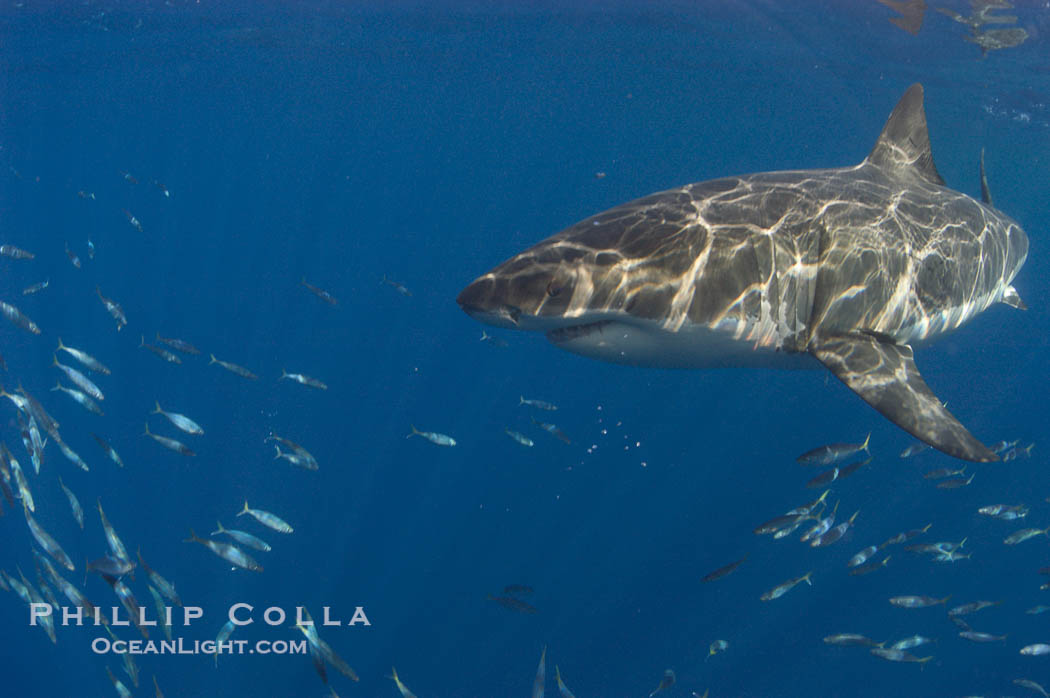 A great white shark swims through the clear waters of Isla Guadalupe, far offshore of the Pacific Coast of Baja California.  Guadalupe Island is host to a concentration of large great white sharks, which visit the island to feed on pinnipeds and tuna., Carcharodon carcharias, natural history stock photograph, photo id 07679