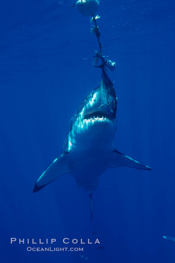 A great white shark lunges to chomp a piece of bait hanging amid the clear waters of Isla Guadalupe, far offshore of the Pacific Coast of Baja California.  Guadalupe Island is host to a concentration of large great white sharks, which visit the island to feed on pinnipeds and tuna. Guadalupe Island (Isla Guadalupe), Mexico, Carcharodon carcharias, natural history stock photograph, photo id 07703