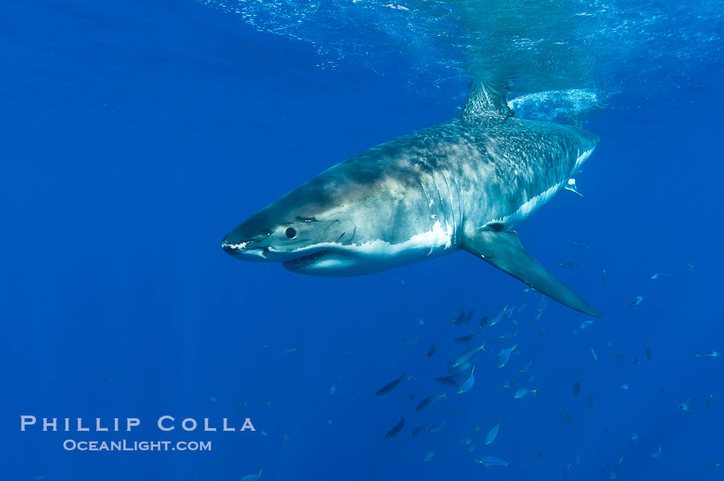A great white shark swims through the clear waters of Isla Guadalupe, far offshore of the Pacific Coast of Baja California.  Guadalupe Island is host to a concentration of large great white sharks, which visit the island to feed on pinnipeds and tuna., Carcharodon carcharias, natural history stock photograph, photo id 07673