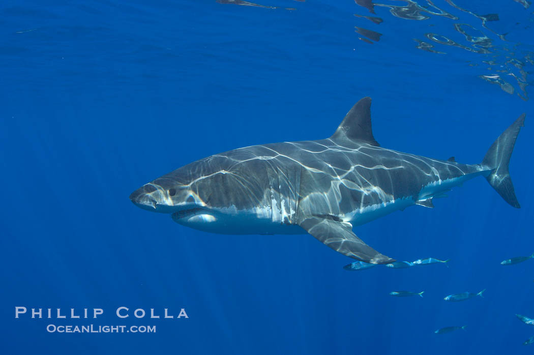 A great white shark swims through the clear waters of Isla Guadalupe, far offshore of the Pacific Coast of Baja California.  Guadalupe Island is host to a concentration of large great white sharks, which visit the island to feed on pinnipeds and tuna., Carcharodon carcharias, natural history stock photograph, photo id 07677