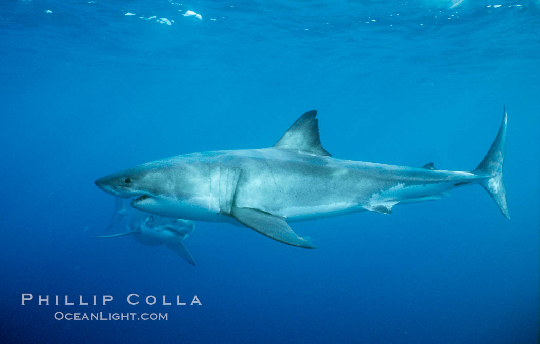 Two great white sharks. Guadalupe Island (Isla Guadalupe), Baja California, Mexico, Carcharodon carcharias, natural history stock photograph, photo id 06920