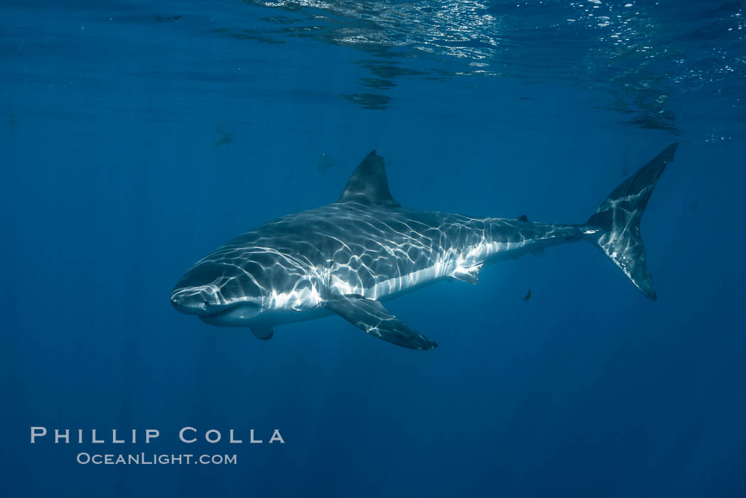 Great white shark, research identification photograph.  A great white shark is countershaded, with a dark gray dorsal color and light gray to white underside, making it more difficult for the shark's prey to see it as approaches from above or below in the water column. The particular undulations of the countershading line along its side, where gray meets white, is unique to each shark and helps researchers to identify individual sharks in capture-recapture studies. Guadalupe Island is host to a relatively large population of great white sharks who, through a history of video and photographs showing their countershading lines, are the subject of an ongoing study of shark behaviour, migration and population size. Guadalupe Island (Isla Guadalupe), Baja California, Mexico, Carcharodon carcharias, natural history stock photograph, photo id 28768