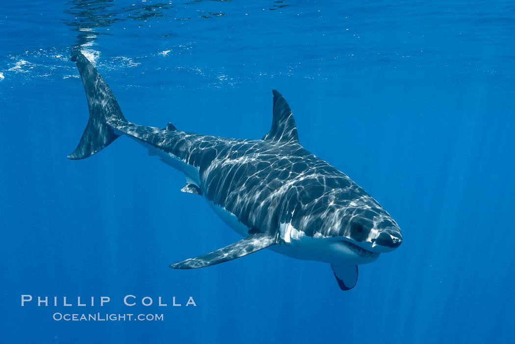 Great white shark, research identification photograph.  A great white shark is countershaded, with a dark gray dorsal color and light gray to white underside, making it more difficult for the shark's prey to see it as approaches from above or below in the water column. The particular undulations of the countershading line along its side, where gray meets white, is unique to each shark and helps researchers to identify individual sharks in capture-recapture studies. Guadalupe Island is host to a relatively large population of great white sharks who, through a history of video and photographs showing their countershading lines, are the subject of an ongoing study of shark behaviour, migration and population size, Carcharodon carcharias, Guadalupe Island (Isla Guadalupe)