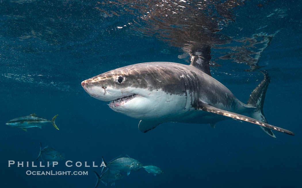 Great White Shark, South Neptune Islands, South Australia., Carcharodon carcharias, natural history stock photograph, photo id 39146