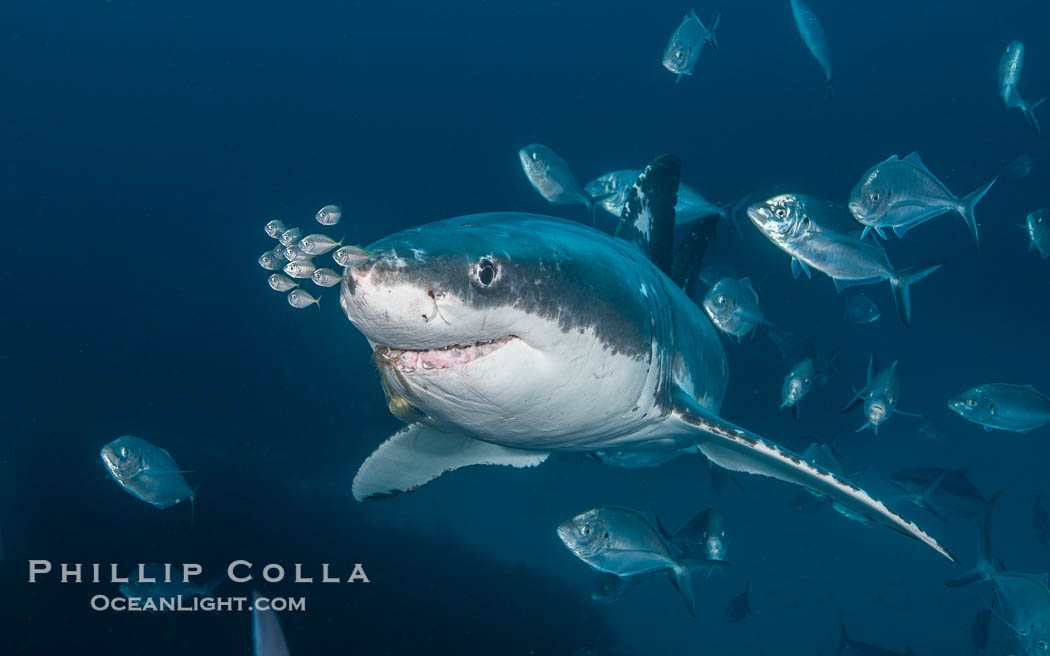 Great White Shark, South Neptune Islands, South Australia., Carcharodon carcharias, natural history stock photograph, photo id 39150