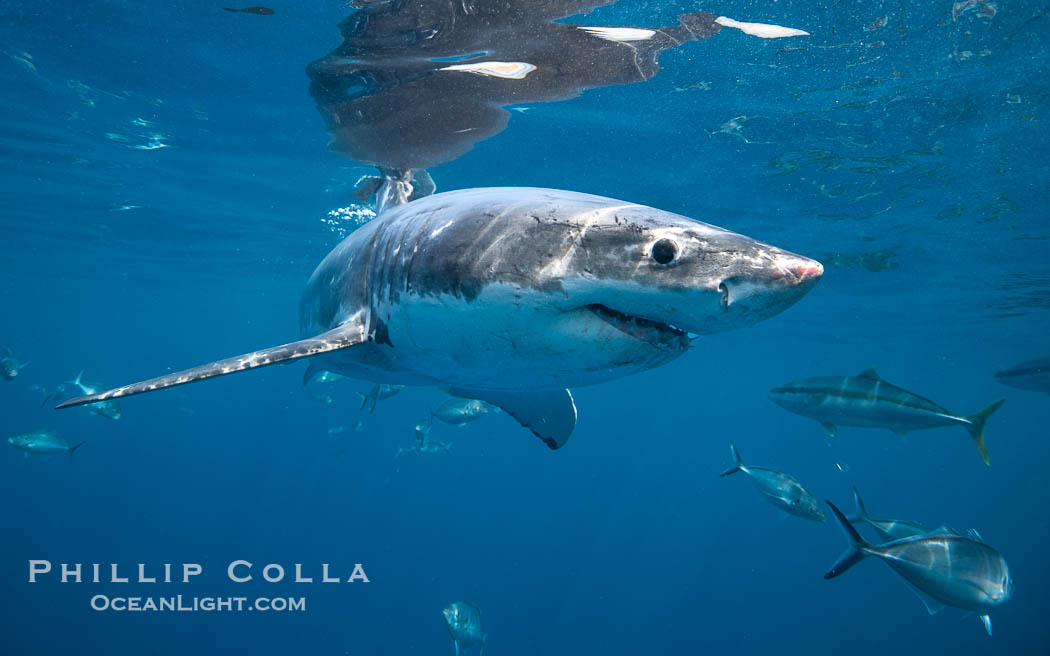 Great White Shark, South Neptune Islands, South Australia., Carcharodon carcharias, natural history stock photograph, photo id 39154