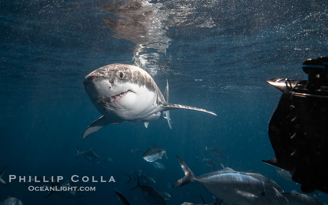 Great White Shark, South Neptune Islands, South Australia., Carcharodon carcharias, natural history stock photograph, photo id 39152