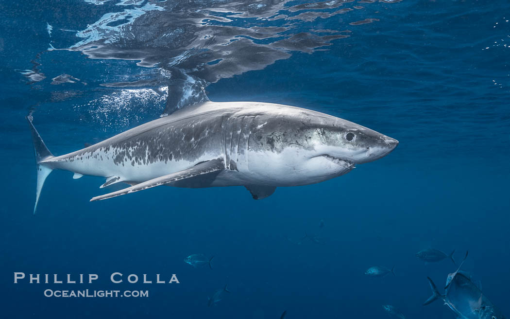Great White Shark, South Neptune Islands, South Australia., Carcharodon carcharias, natural history stock photograph, photo id 39147