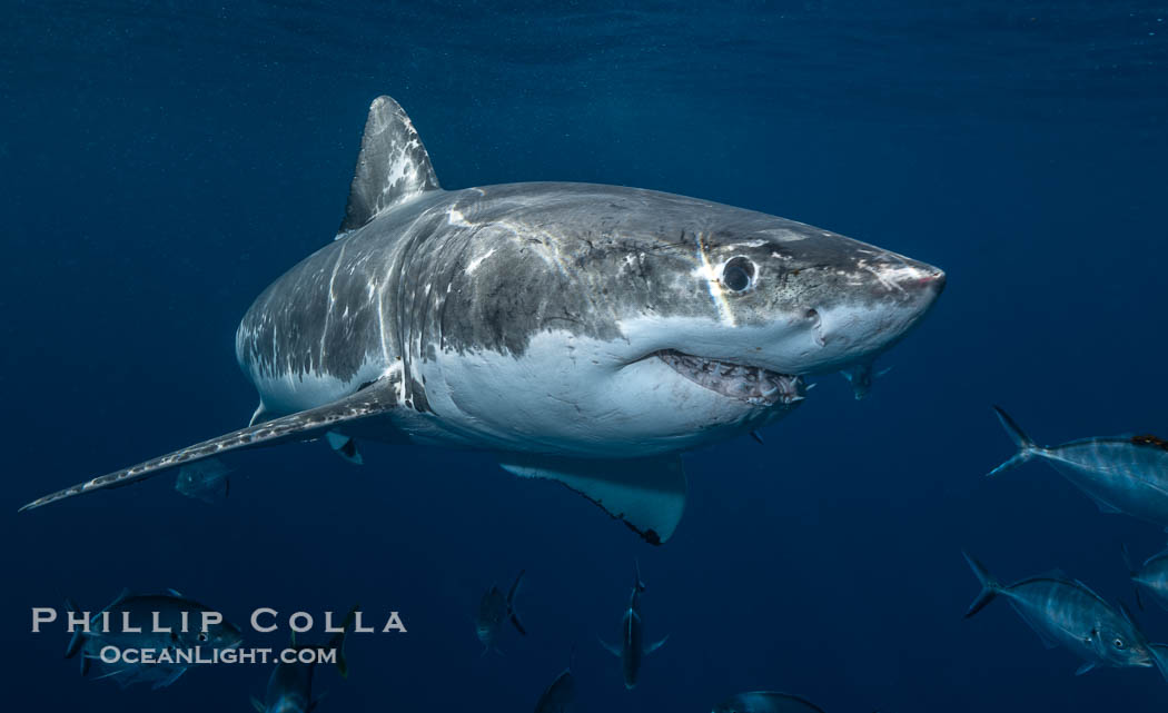 Great White Shark, South Neptune Islands, South Australia., Carcharodon carcharias, natural history stock photograph, photo id 39151