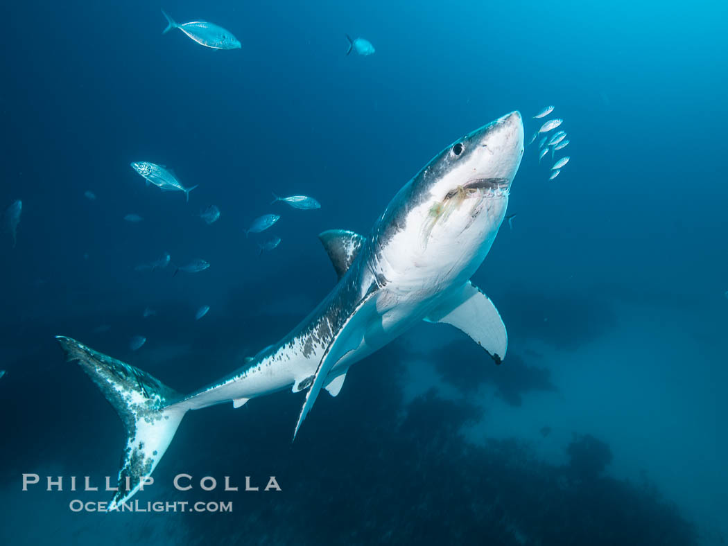 Great White Shark, South Neptune Islands, South Australia., Carcharodon carcharias, natural history stock photograph, photo id 39141