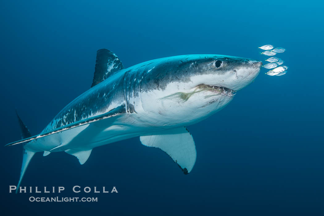 Great White Shark, South Neptune Islands, South Australia., Carcharodon carcharias, natural history stock photograph, photo id 39145