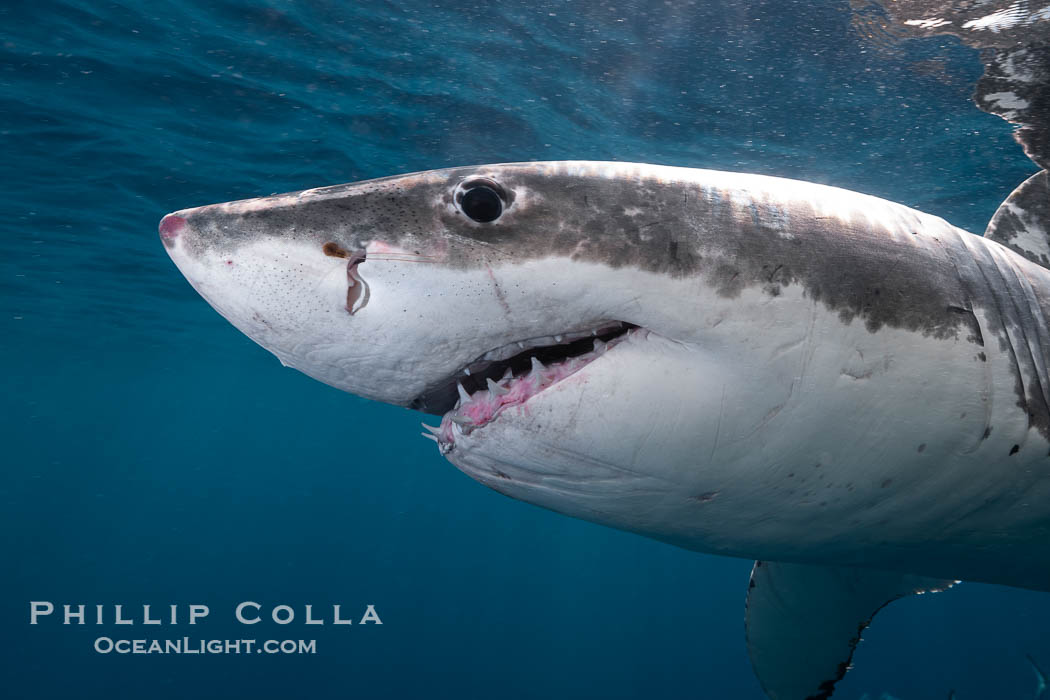 Great White Shark, South Neptune Islands, South Australia., Carcharodon carcharias, natural history stock photograph, photo id 39149