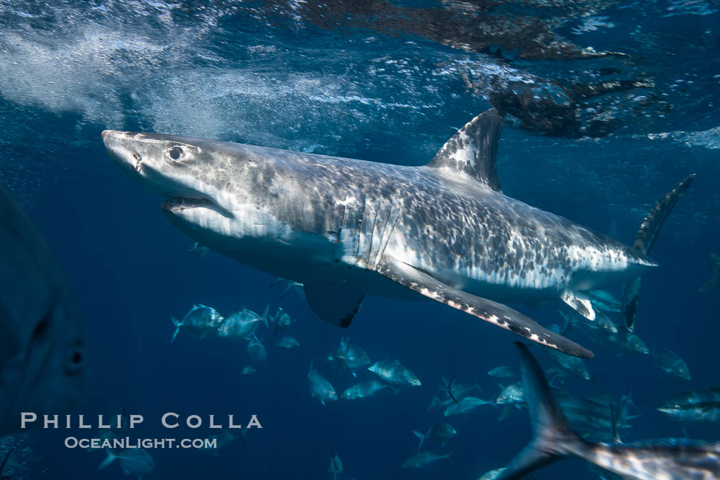 Great White Shark, South Neptune Islands, South Australia., Carcharodon carcharias, natural history stock photograph, photo id 39153