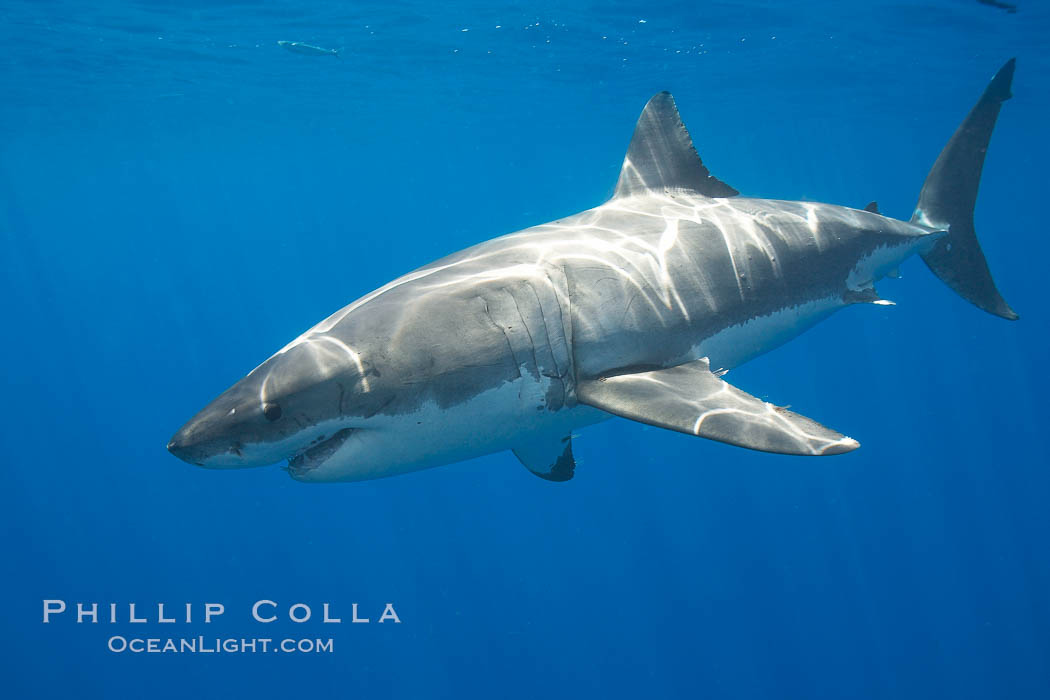 A great white shark is countershaded, with a dark gray dorsal color and light gray to white underside, making it more difficult for the shark's prey to see it as approaches from above or below in the water column.  The particular undulations of the countershading line along its side, where gray meets white, is unique to each shark and helps researchers to identify individual sharks in capture-recapture studies. Guadalupe Island is host to a relatively large population of great white sharks who, through a history of video and photographs showing their  countershading lines, are the subject of an ongoing study of shark behaviour, migration and population size. Guadalupe Island (Isla Guadalupe), Baja California, Mexico, Carcharodon carcharias, natural history stock photograph, photo id 19458
