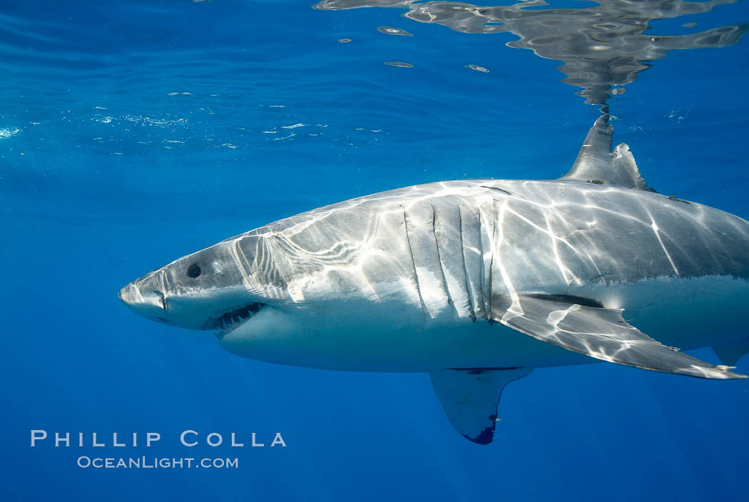 A great white shark is countershaded, with a dark gray dorsal color and light gray to white underside, making it more difficult for the shark's prey to see it as approaches from above or below in the water column.  The particular undulations of the countershading line along its side, where gray meets white, is unique to each shark and helps researchers to identify individual sharks in capture-recapture studies. Guadalupe Island is host to a relatively large population of great white sharks who, through a history of video and photographs showing their  countershading lines, are the subject of an ongoing study of shark behaviour, migration and population size. Guadalupe Island (Isla Guadalupe), Baja California, Mexico, Carcharodon carcharias, natural history stock photograph, photo id 19456