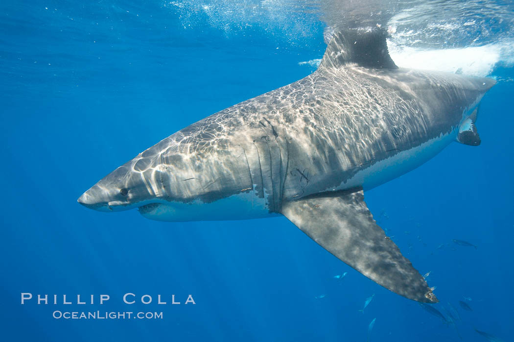 A great white shark is countershaded, with a dark gray dorsal color and light gray to white underside, making it more difficult for the shark's prey to see it as approaches from above or below in the water column.  The particular undulations of the countershading line along its side, where gray meets white, is unique to each shark and helps researchers to identify individual sharks in capture-recapture studies. Guadalupe Island is host to a relatively large population of great white sharks who, through a history of video and photographs showing their  countershading lines, are the subject of an ongoing study of shark behaviour, migration and population size. Guadalupe Island (Isla Guadalupe), Baja California, Mexico, Carcharodon carcharias, natural history stock photograph, photo id 19460