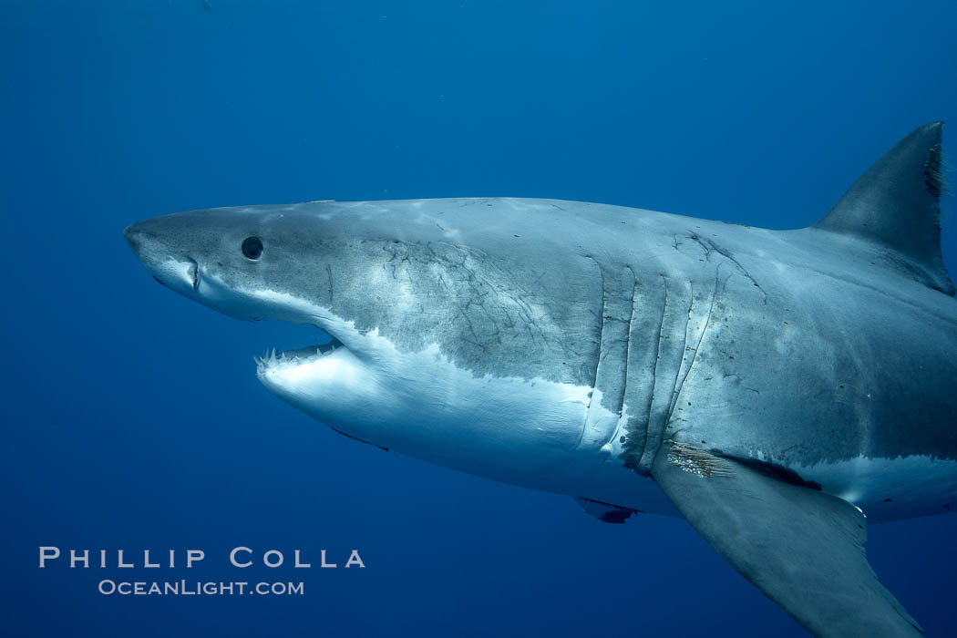 Great white shark, underwater., Carcharodon carcharias, natural history stock photograph, photo id 21468