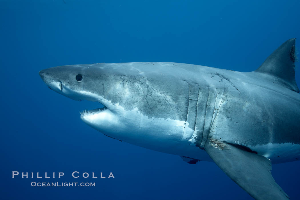 Great white shark, underwater. Guadalupe Island (Isla Guadalupe), Baja California, Mexico, Carcharodon carcharias, natural history stock photograph, photo id 21468