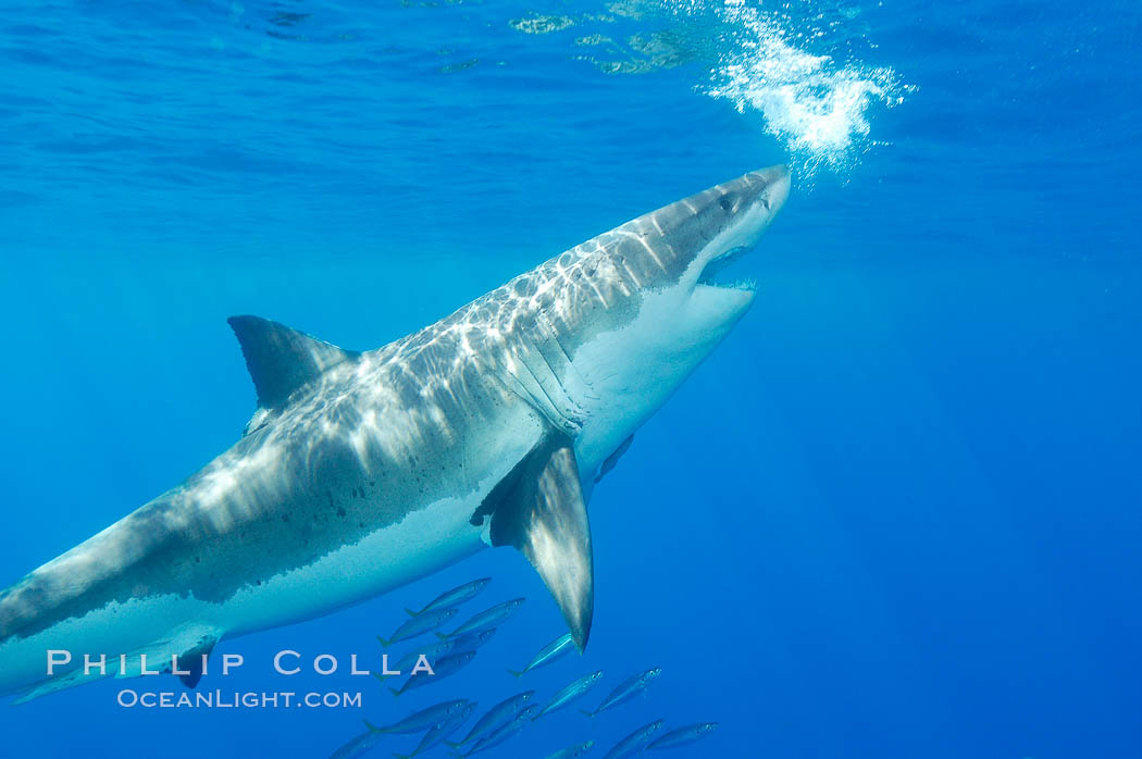 A great white shark underwater.  A large great white shark cruises the clear oceanic waters of Guadalupe Island (Isla Guadalupe). Baja California, Mexico, Carcharodon carcharias, natural history stock photograph, photo id 10115