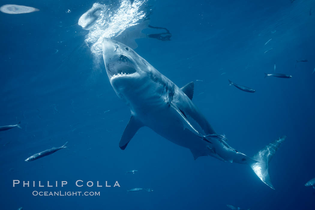 Great white shark, underwater. Guadalupe Island (Isla Guadalupe), Baja California, Mexico, Carcharodon carcharias, natural history stock photograph, photo id 21467