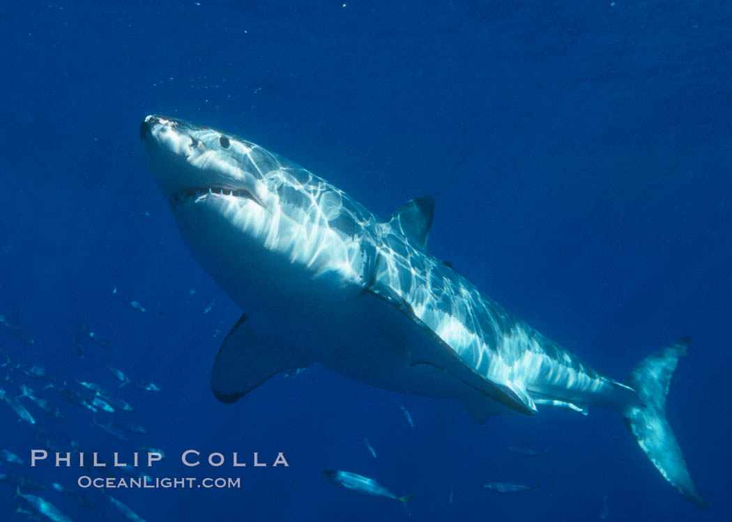 A great white shark swims through the clear waters of Isla Guadalupe, far offshore of the Pacific Coast of Baja California.  Guadalupe Island is host to a concentration of large great white sharks, which visit the island to feed on pinnipeds and tuna. Guadalupe Island (Isla Guadalupe), Mexico, Carcharodon carcharias, natural history stock photograph, photo id 07701