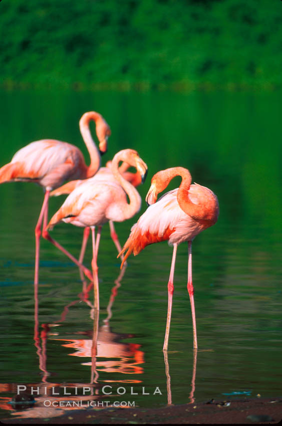 Greater flamingo. Floreana Island, Galapagos Islands, Ecuador, Phoenicopterus ruber, natural history stock photograph, photo id 02278