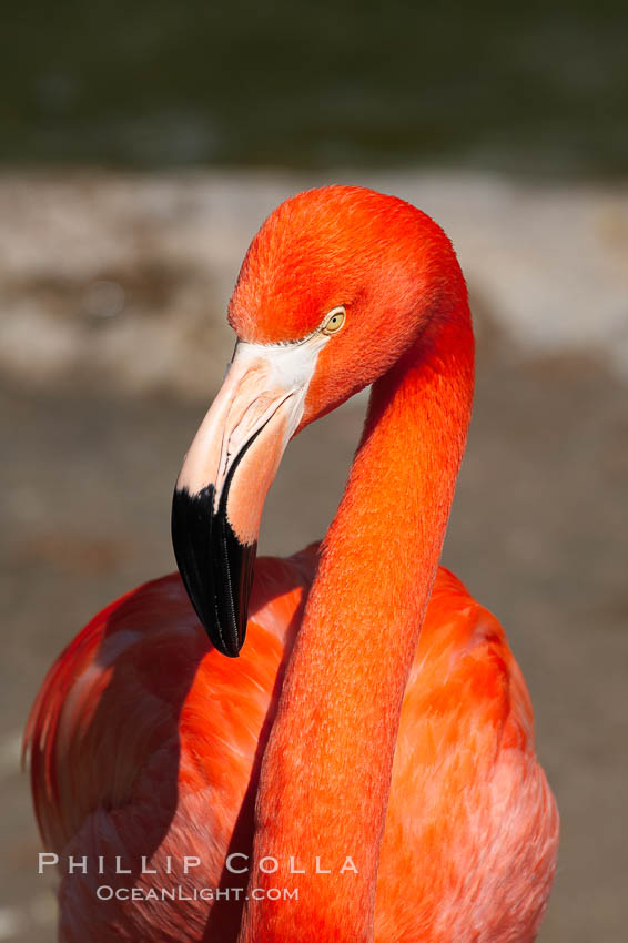 Greater flamingo., Phoenicopterus ruber, natural history stock photograph, photo id 15643