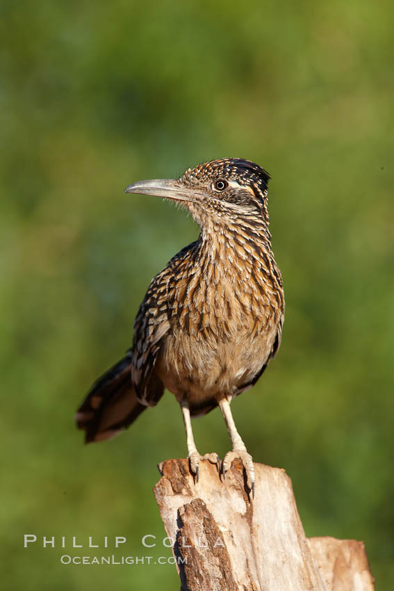 Greater roadrunner. Amado, Arizona, USA, Geococcyx californianus, natural history stock photograph, photo id 22902