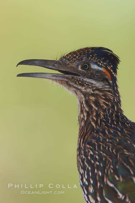 Greater roadrunner. Amado, Arizona, USA, Geococcyx californianus, natural history stock photograph, photo id 22946