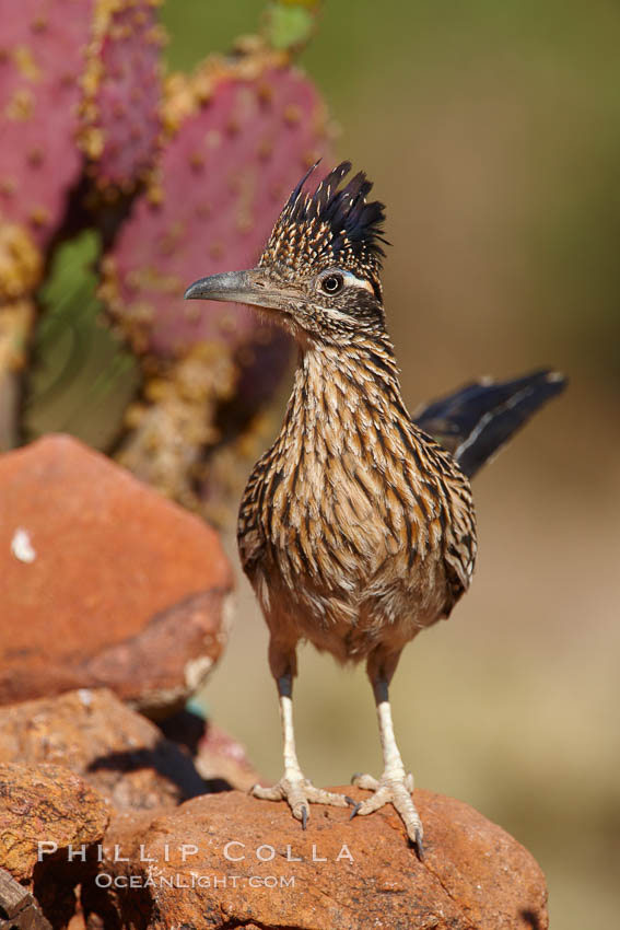 Greater roadrunner. Amado, Arizona, USA, Geococcyx californianus, natural history stock photograph, photo id 22980