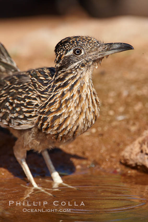 Greater roadrunner. Amado, Arizona, USA, Geococcyx californianus, natural history stock photograph, photo id 22981