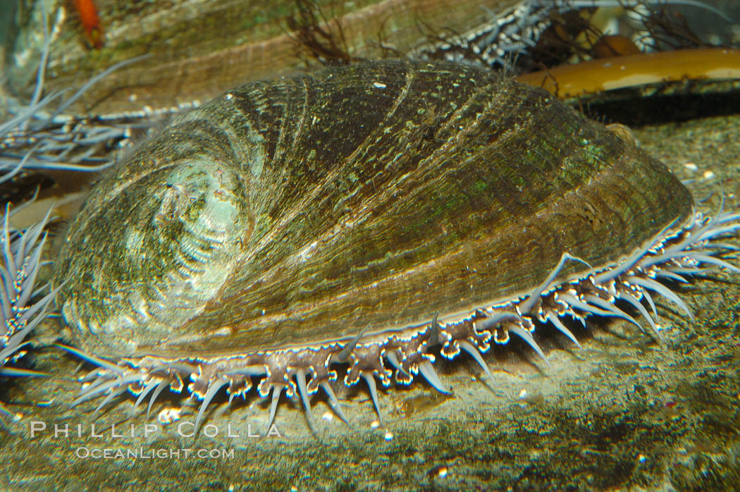 Green abalone with mantle fringe visible extending outside shell., Haliotis fulgens, natural history stock photograph, photo id 09242