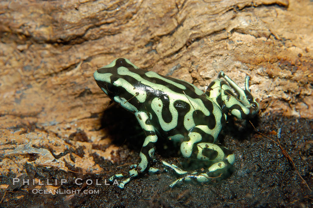 Green and black poison dart frog, native to Central and South America., Dendrobates auratus, natural history stock photograph, photo id 09827