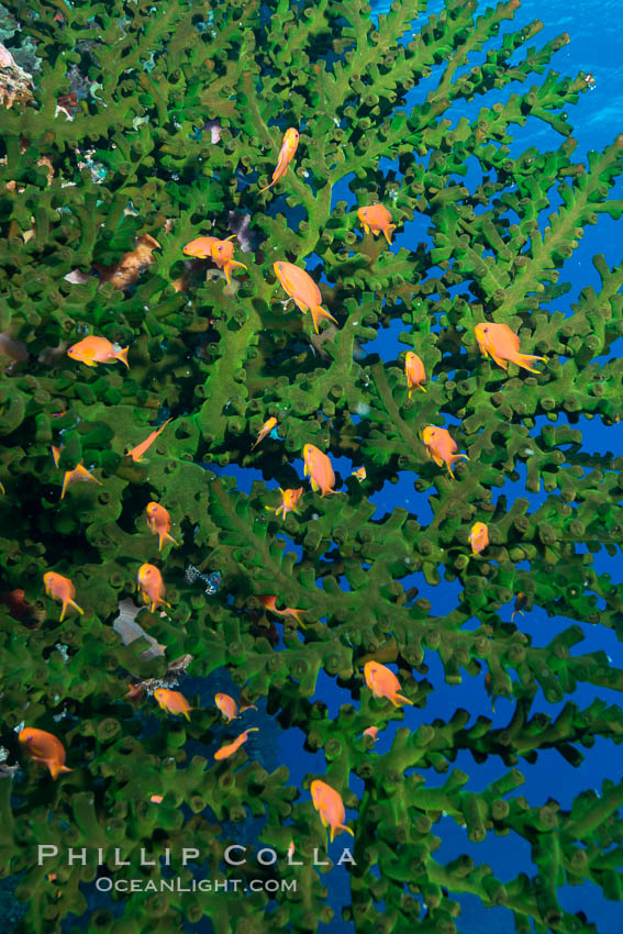 Green fan coral and anthias fairy basslet fishes, Fiji., Pseudanthias, Tubastrea micrantha, natural history stock photograph, photo id 31837