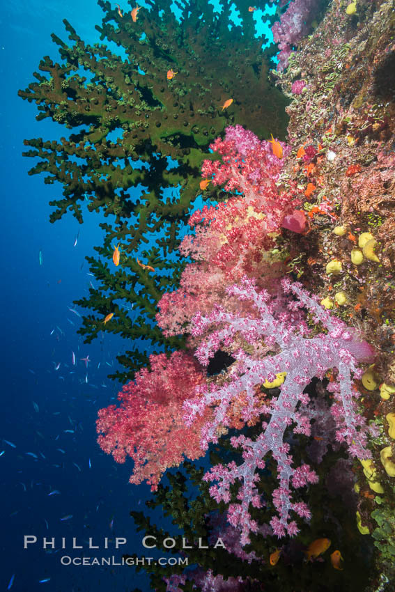 Green fan coral and dendronephthya soft corals on pristine reef, both extending polyps into ocean currents to capture passing plankton, Fiji. Namena Marine Reserve, Namena Island, Dendronephthya, Tubastrea micrantha, natural history stock photograph, photo id 31805