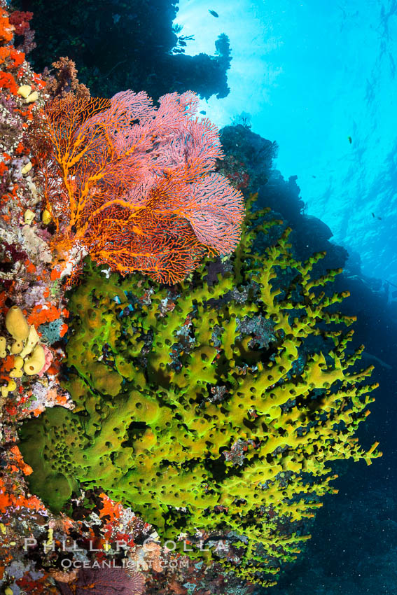 Green fan coral and sea fan gorgonians on pristine reef, both extending polyps into ocean currents to capture passing plankton, Fiji. Vatu I Ra Passage, Bligh Waters, Viti Levu  Island, Gorgonacea, Tubastrea micrantha, natural history stock photograph, photo id 31638