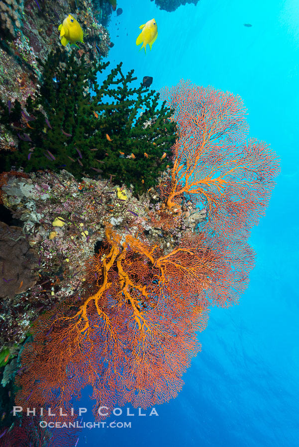 Green fan coral and sea fan gorgonians on pristine reef, both extending polyps into ocean currents to capture passing plankton, Fiji., Gorgonacea, Plexauridae, natural history stock photograph, photo id 31743