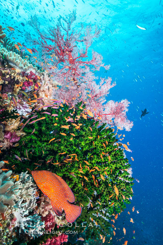 Green fan coral, anthias fishes and sea fan gorgonians on pristine reef,  Fiji., Gorgonacea, Pseudanthias, Tubastrea micrantha, natural history stock photograph, photo id 31840