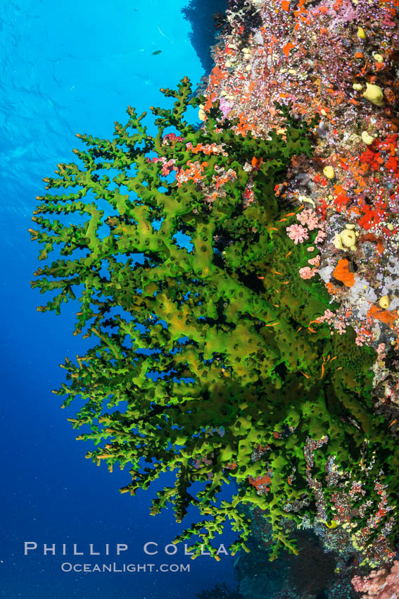 Green fan coral, extending into ocean currents where tiny polyps gather passing plankton, Fiji. Vatu I Ra Passage, Bligh Waters, Viti Levu  Island, Tubastrea micrantha, natural history stock photograph, photo id 31636