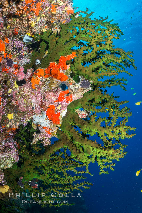 Green fan coral, extending into ocean currents where tiny polyps gather passing plankton, Fiji. Vatu I Ra Passage, Bligh Waters, Viti Levu  Island, Tubastrea micrantha, natural history stock photograph, photo id 31687