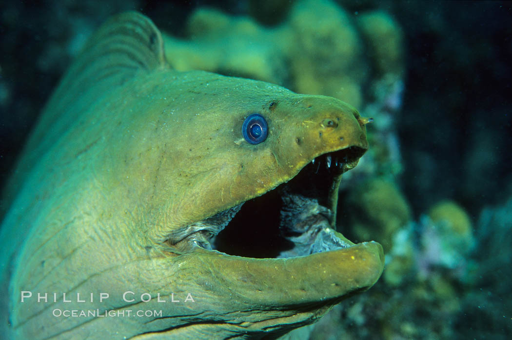 Green moray eel. Roatan, Honduras, natural history stock photograph, photo id 00571
