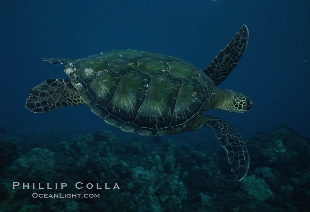 Green sea turtle, West Maui. Hawaii, USA, Chelonia mydas, natural history stock photograph, photo id 02850