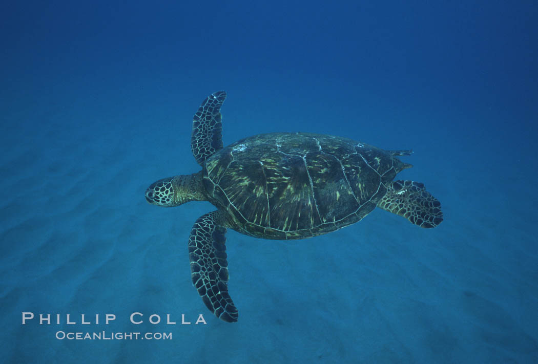 Green sea turtle, Maui Hawaii. USA, Chelonia mydas, natural history stock photograph, photo id 04554