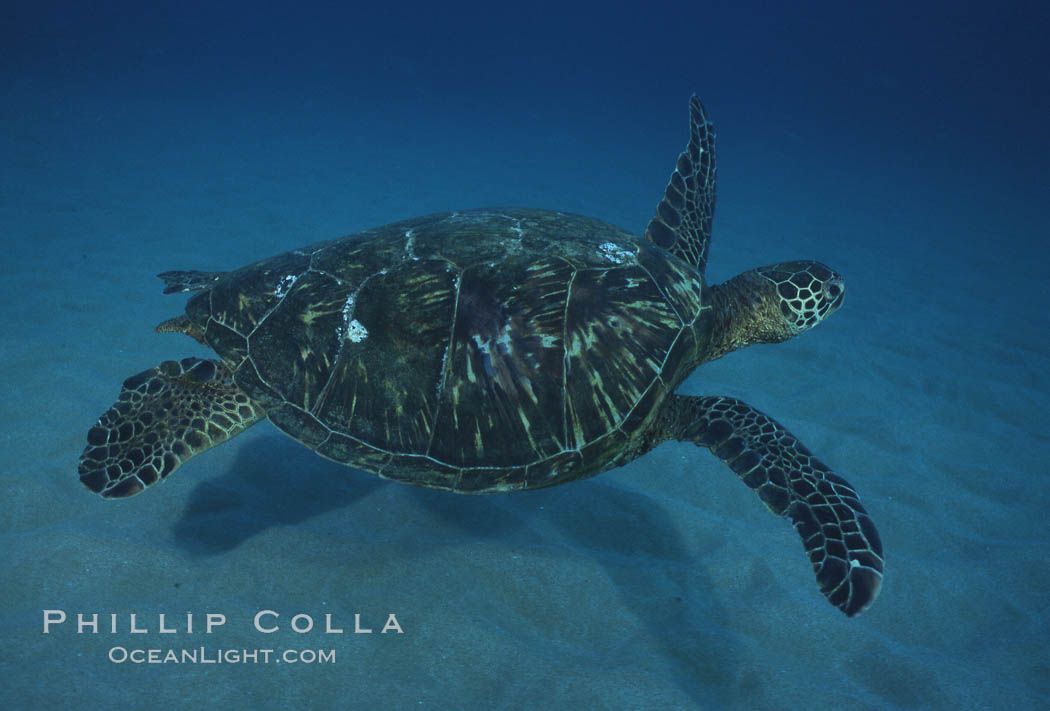 Green sea turtle, Maui Hawaii. USA, Chelonia mydas, natural history stock photograph, photo id 04558