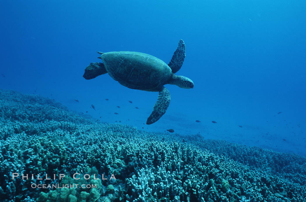 Green sea turtle. Maui, Hawaii, USA, Chelonia mydas, natural history stock photograph, photo id 05682