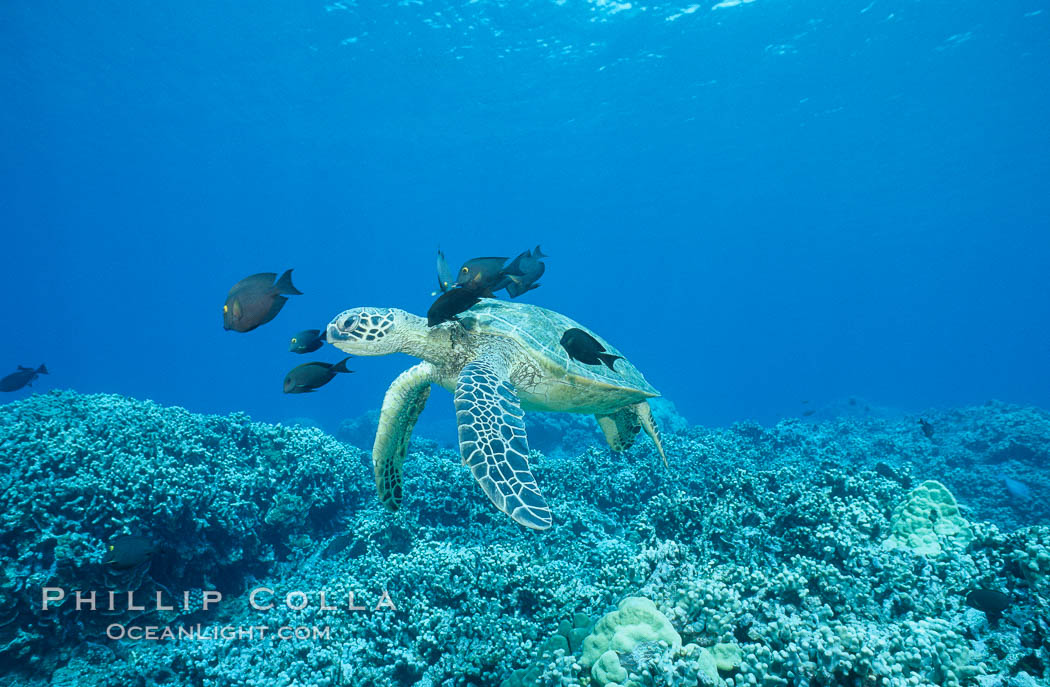 Green sea turtle being cleaned by reef fish. Maui, Hawaii, USA, Chelonia mydas, natural history stock photograph, photo id 05698