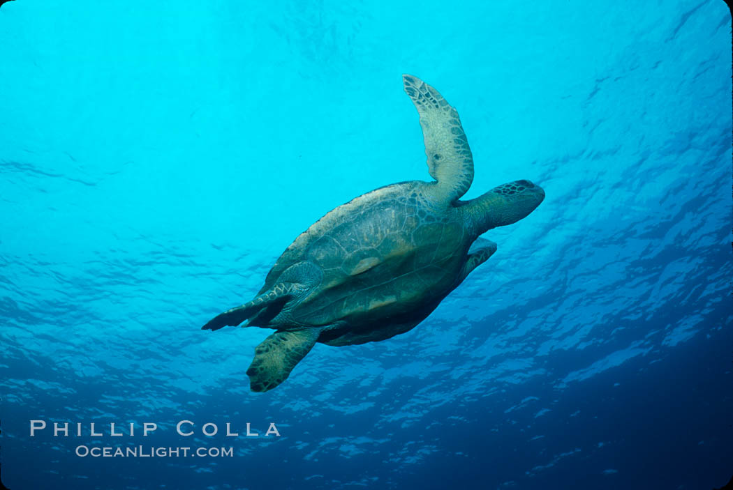 Green sea turtle. Galapagos Islands, Ecuador, Chelonia mydas, natural history stock photograph, photo id 02428