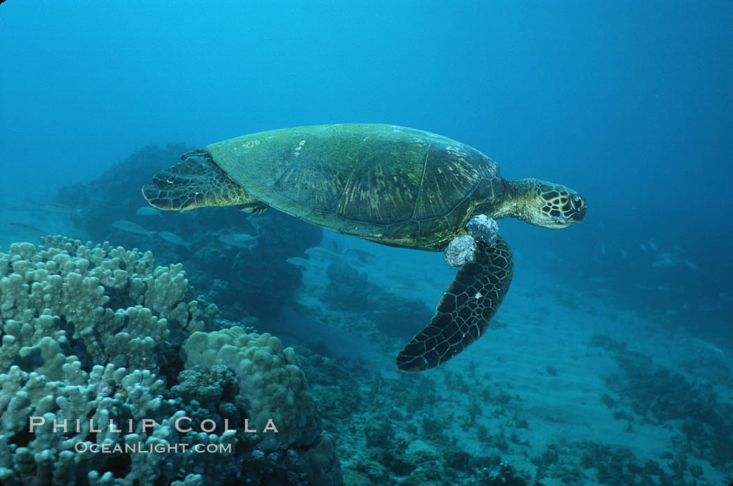 Green sea turtle exhibiting fibropapilloma tumors, West Maui. Hawaii, USA, Chelonia mydas, natural history stock photograph, photo id 02840
