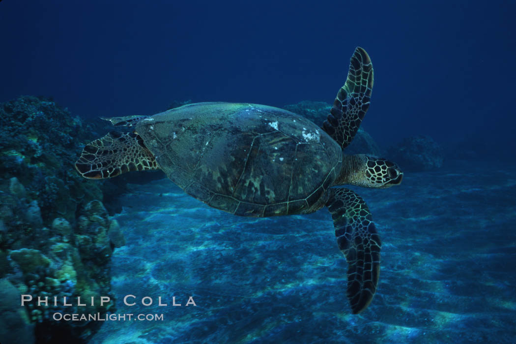 Green sea turtle, West Maui. Hawaii, USA, Chelonia mydas, natural history stock photograph, photo id 02848