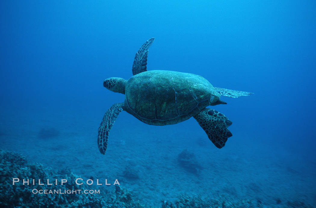 Green sea turtle. Maui, Hawaii, USA, Chelonia mydas, natural history stock photograph, photo id 05676